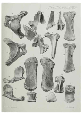 Reproducción/Reproduction 7408539262: Transactions of the Zoological Society of London.. [London] :Published for the Zoological Society of London by Academic Press