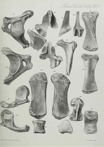Reproducción/Reproduction 7408539262: Transactions of the Zoological Society of London.. [London] :Published for the Zoological Society of London by Academic Press