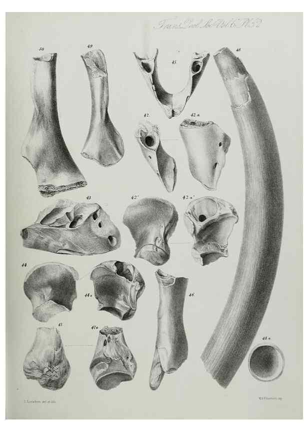 Reproducción/Reproduction 7408541382: Transactions of the Zoological Society of London.. [London] :Published for the Zoological Society of London by Academic Press