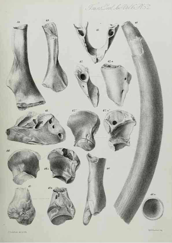 Reproducción/Reproduction 7408541382: Transactions of the Zoological Society of London.. [London] :Published for the Zoological Society of London by Academic Press