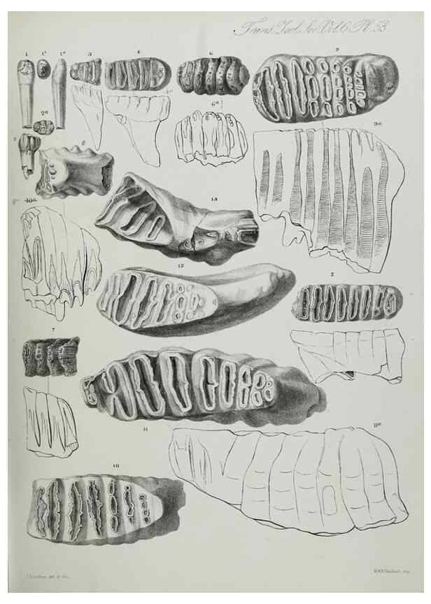 Reproducción/Reproduction 7408543786: Transactions of the Zoological Society of London.. [London] :Published for the Zoological Society of London by Academic Press