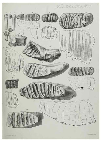 Reproducción/Reproduction 7408543786: Transactions of the Zoological Society of London.. [London] :Published for the Zoological Society of London by Academic Press