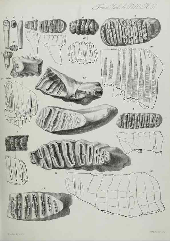 Reproducción/Reproduction 7408543786: Transactions of the Zoological Society of London.. [London] :Published for the Zoological Society of London by Academic Press