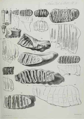 Reproducción/Reproduction 7408543786: Transactions of the Zoological Society of London.. [London] :Published for the Zoological Society of London by Academic Press