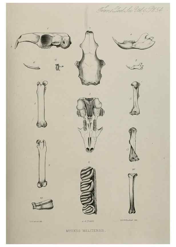Reproducción/Reproduction 7408545222: Transactions of the Zoological Society of London.. [London] :Published for the Zoological Society of London by Academic Press