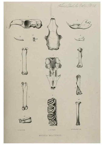 Reproducción/Reproduction 7408545222: Transactions of the Zoological Society of London.. [London] :Published for the Zoological Society of London by Academic Press
