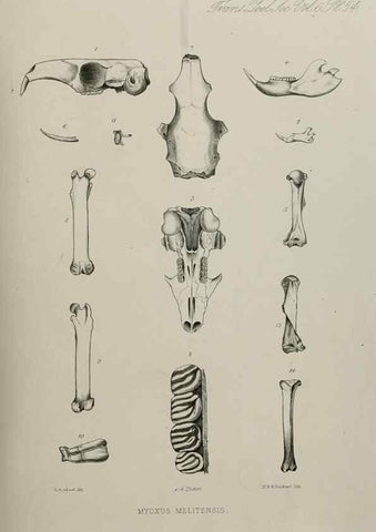 Reproducción/Reproduction 7408545222: Transactions of the Zoological Society of London.. [London] :Published for the Zoological Society of London by Academic Press