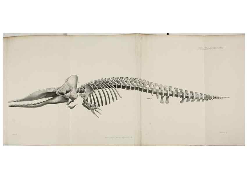 Reproducción/Reproduction 7408545974: Transactions of the Zoological Society of London.. [London] :Published for the Zoological Society of London by Academic Press