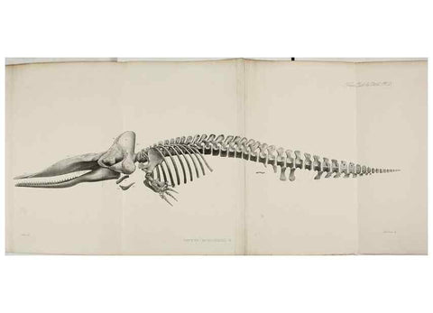 Reproducción/Reproduction 7408545974: Transactions of the Zoological Society of London.. [London] :Published for the Zoological Society of London by Academic Press