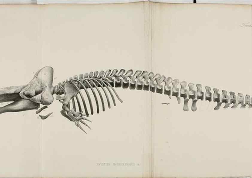 Reproducción/Reproduction 7408545974: Transactions of the Zoological Society of London.. [London] :Published for the Zoological Society of London by Academic Press