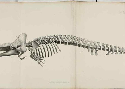 Reproducción/Reproduction 7408545974: Transactions of the Zoological Society of London.. [London] :Published for the Zoological Society of London by Academic Press