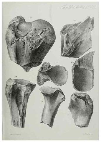Reproducción/Reproduction 7408531406: Transactions of the Zoological Society of London.. [London] :Published for the Zoological Society of London by Academic Press