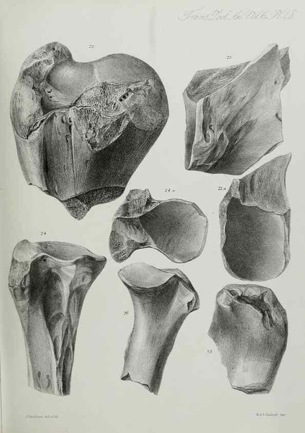 Reproducción/Reproduction 7408531406: Transactions of the Zoological Society of London.. [London] :Published for the Zoological Society of London by Academic Press