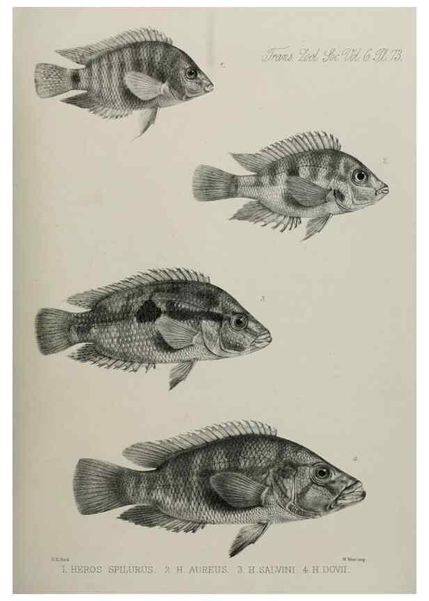 Reproducción/Reproduction 7408573592: Transactions of the Zoological Society of London.. [London] :Published for the Zoological Society of London by Academic Press
