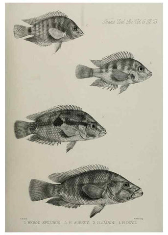 Reproducción/Reproduction 7408573592: Transactions of the Zoological Society of London.. [London] :Published for the Zoological Society of London by Academic Press