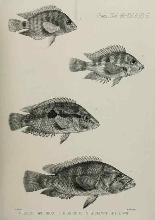 Reproducción/Reproduction 7408573592: Transactions of the Zoological Society of London.. [London] :Published for the Zoological Society of London by Academic Press