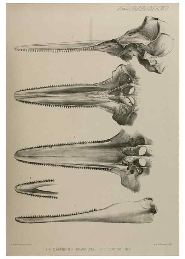 Reproducción/Reproduction 7408452220: Transactions of the Zoological Society of London.. [London] :Published for the Zoological Society of London by Academic Press