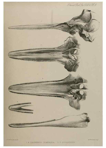Reproducción/Reproduction 7408452220: Transactions of the Zoological Society of London.. [London] :Published for the Zoological Society of London by Academic Press