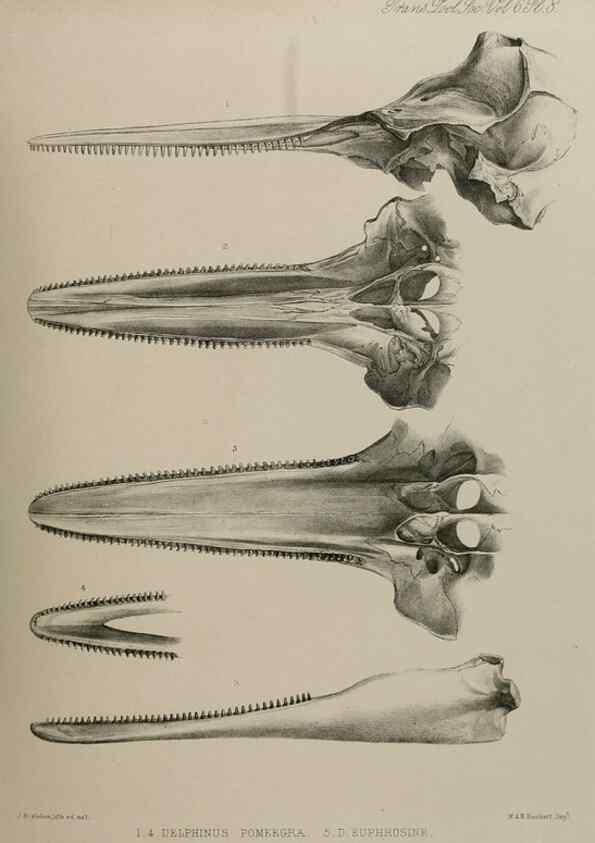 Reproducción/Reproduction 7408452220: Transactions of the Zoological Society of London.. [London] :Published for the Zoological Society of London by Academic Press