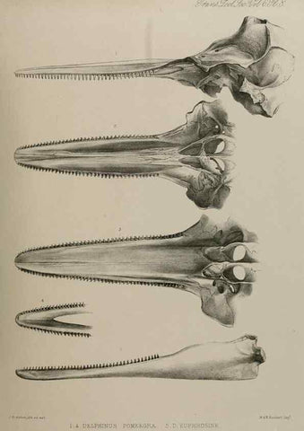 Reproducción/Reproduction 7408452220: Transactions of the Zoological Society of London.. [London] :Published for the Zoological Society of London by Academic Press