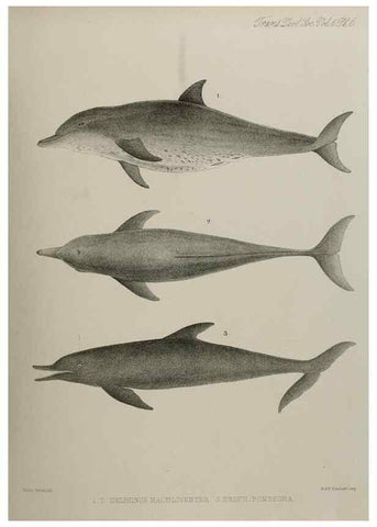 Reproducción/Reproduction 7408448802: Transactions of the Zoological Society of London.. [London] :Published for the Zoological Society of London by Academic Press