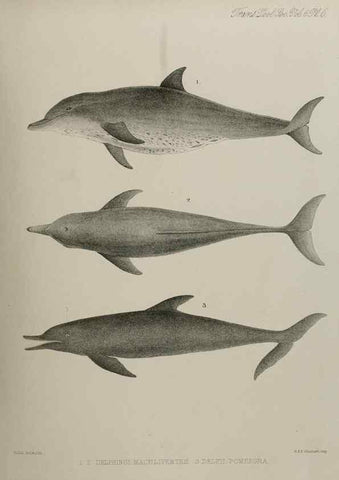 Reproducción/Reproduction 7408448802: Transactions of the Zoological Society of London.. [London] :Published for the Zoological Society of London by Academic Press