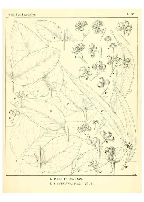 Reproducción/Reproduction 7374887768: A critical revision of the genus Eucalyptus,. Sydney,W. A. Gullick, government printer,1903-1933.