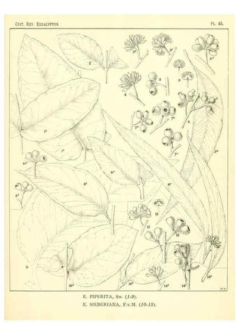 Reproducción/Reproduction 7374887768: A critical revision of the genus Eucalyptus,. Sydney,W. A. Gullick, government printer,1903-1933.