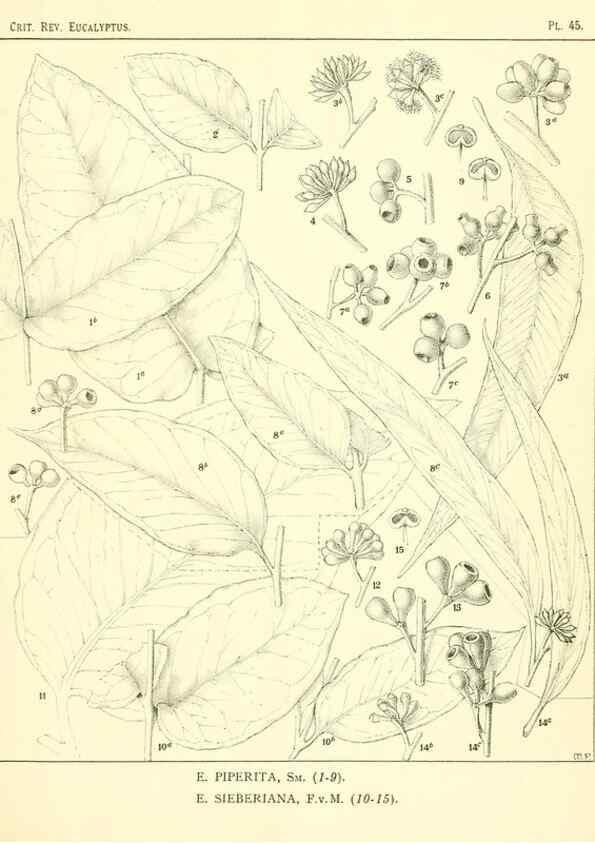 Reproducción/Reproduction 7374887768: A critical revision of the genus Eucalyptus,. Sydney,W. A. Gullick, government printer,1903-1933.