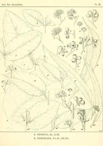 Reproducción/Reproduction 7374887768: A critical revision of the genus Eucalyptus,. Sydney,W. A. Gullick, government printer,1903-1933.