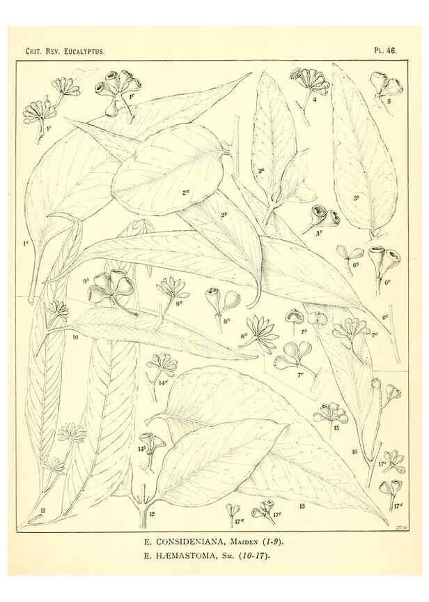 Reproducción/Reproduction 7189647525: A critical revision of the genus Eucalyptus,. Sydney,W. A. Gullick, government printer,1903-1933.