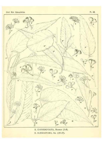 Reproducción/Reproduction 7189647525: A critical revision of the genus Eucalyptus,. Sydney,W. A. Gullick, government printer,1903-1933.