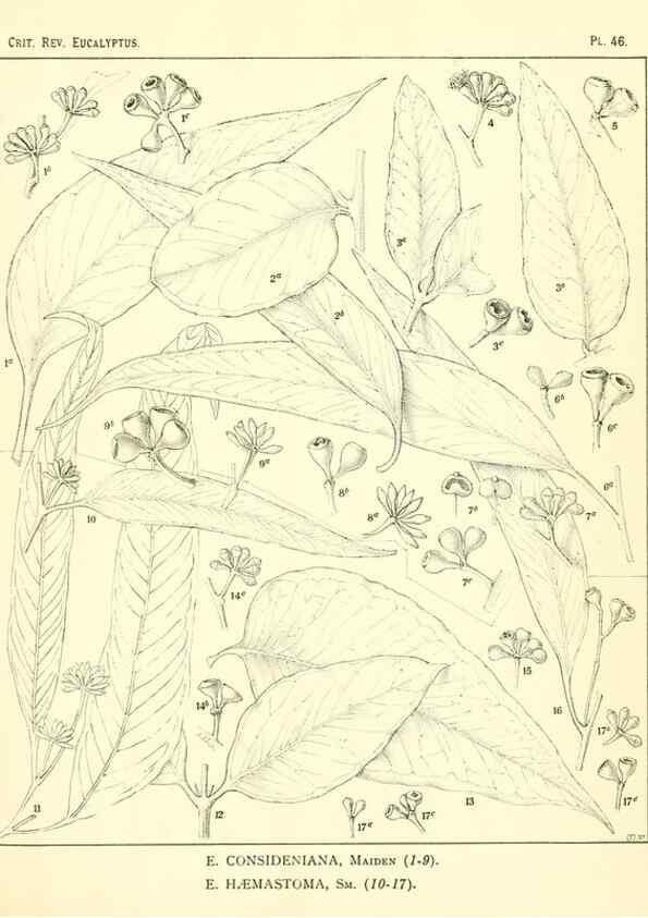 Reproducción/Reproduction 7189647525: A critical revision of the genus Eucalyptus,. Sydney,W. A. Gullick, government printer,1903-1933.