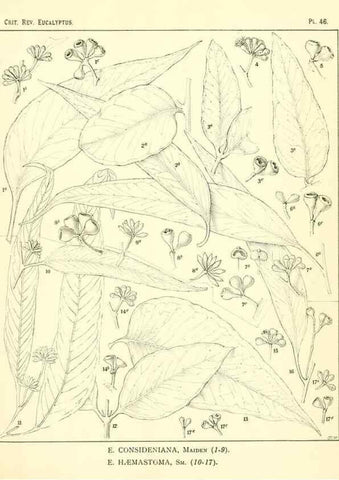 Reproducción/Reproduction 7189647525: A critical revision of the genus Eucalyptus,. Sydney,W. A. Gullick, government printer,1903-1933.
