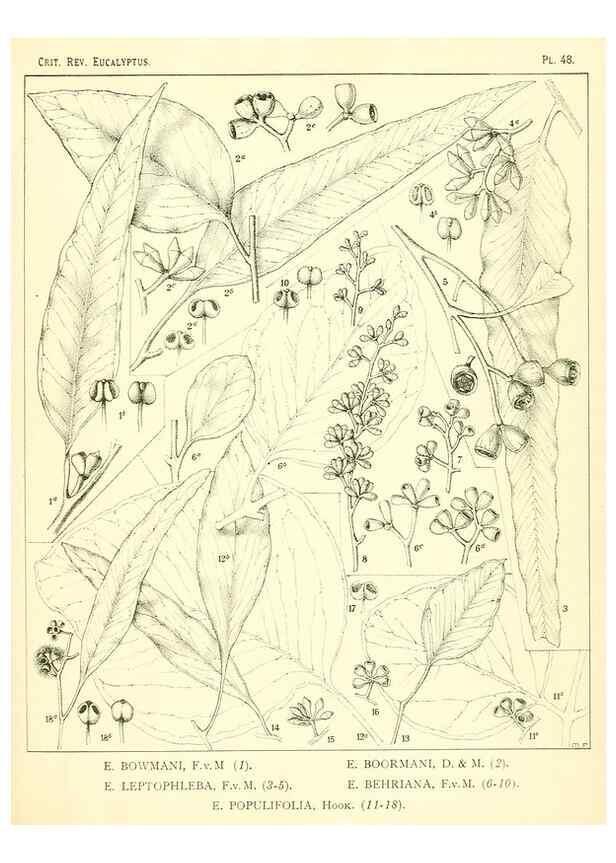 Reproducción/Reproduction 7374892790: A critical revision of the genus Eucalyptus,. Sydney,W. A. Gullick, government printer,1903-1933.