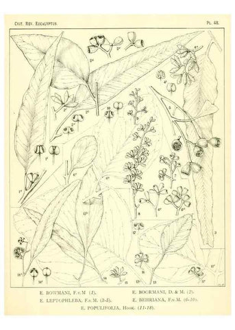 Reproducción/Reproduction 7374892790: A critical revision of the genus Eucalyptus,. Sydney,W. A. Gullick, government printer,1903-1933.