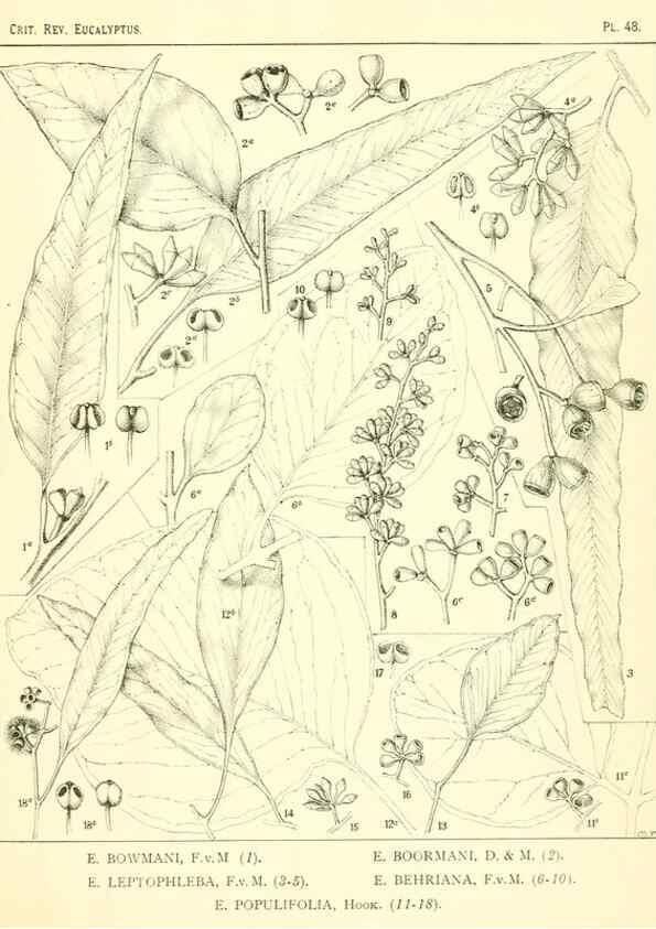 Reproducción/Reproduction 7374892790: A critical revision of the genus Eucalyptus,. Sydney,W. A. Gullick, government printer,1903-1933.