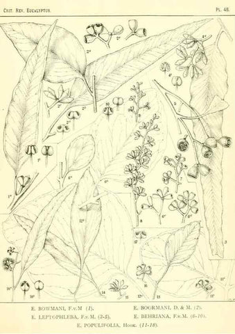 Reproducción/Reproduction 7374892790: A critical revision of the genus Eucalyptus,. Sydney,W. A. Gullick, government printer,1903-1933.