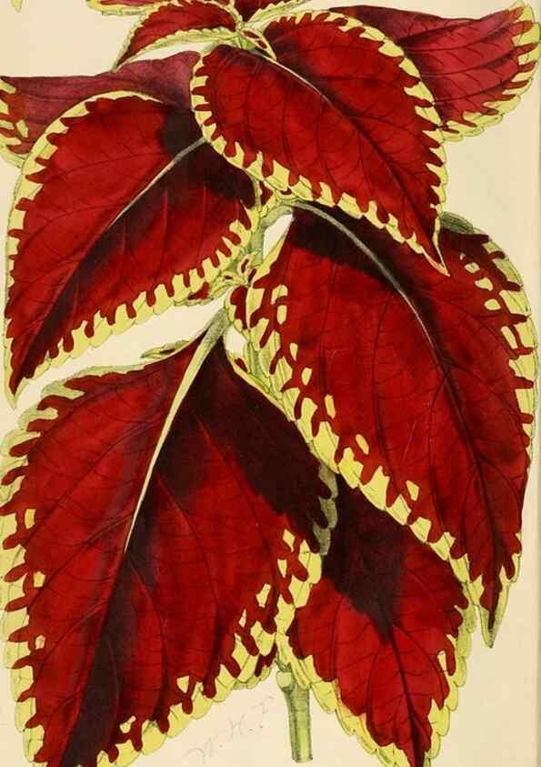 Reproducción/Reproduction 7375118576: The florist and pomologist.. London :""Journal of Horticulture"" Office,1863-1879.