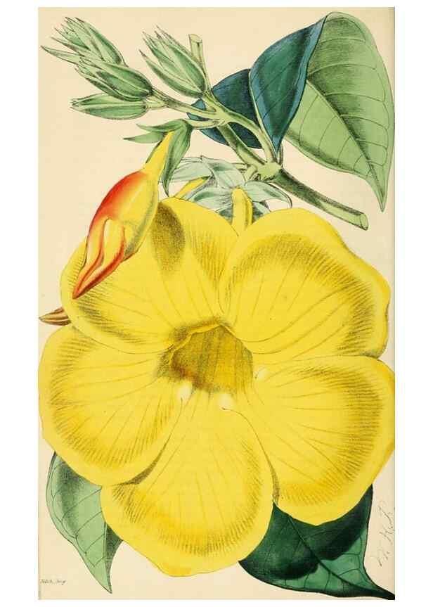 Reproducción/Reproduction 7189878987: The florist and pomologist.. London :""Journal of Horticulture"" Office,1863-1879.