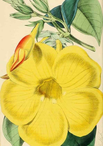 Reproducción/Reproduction 7189878987: The florist and pomologist.. London :""Journal of Horticulture"" Office,1863-1879.