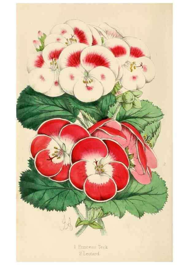 Reproducción/Reproduction 7375123808: The florist and pomologist.. London :""Journal of Horticulture"" Office,1863-1879.