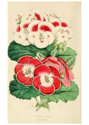 Reproducción/Reproduction 7375123808: The florist and pomologist.. London :""Journal of Horticulture"" Office,1863-1879.