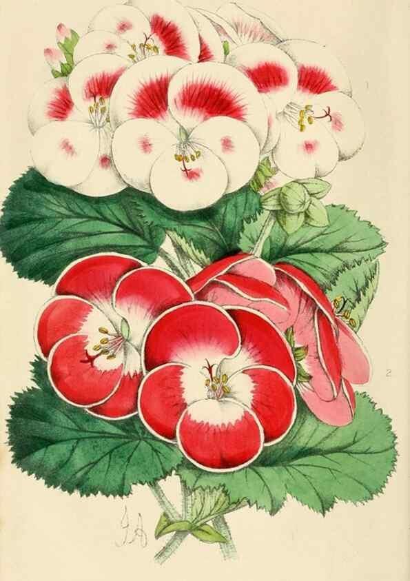 Reproducción/Reproduction 7375123808: The florist and pomologist.. London :""Journal of Horticulture"" Office,1863-1879.