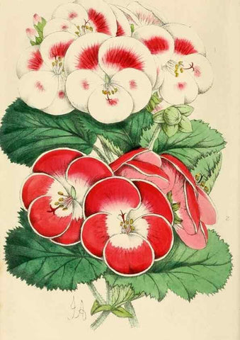 Reproducción/Reproduction 7375123808: The florist and pomologist.. London :""Journal of Horticulture"" Office,1863-1879.