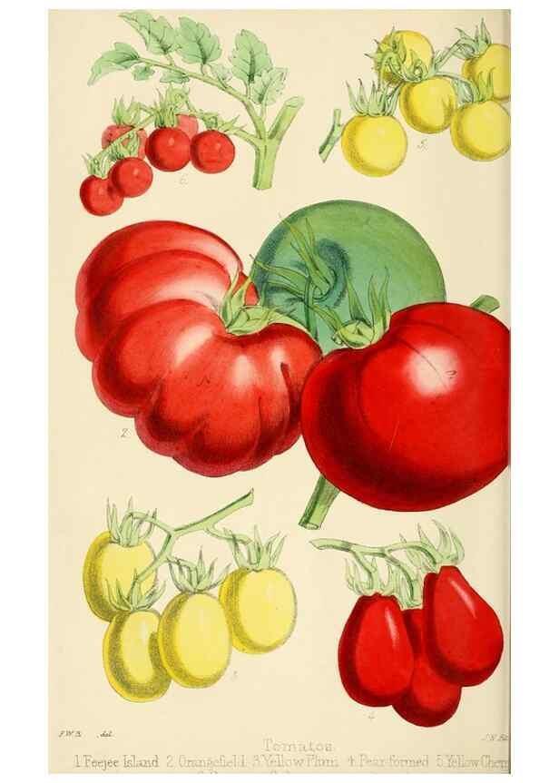 Reproducción/Reproduction 7189883839: The florist and pomologist.. London :""Journal of Horticulture"" Office,1863-1879.