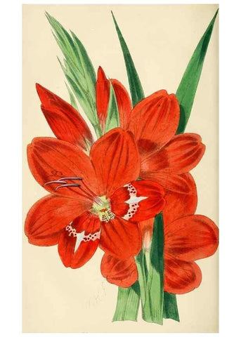 Reproducción/Reproduction 7375131664: The florist and pomologist.. London :""Journal of Horticulture"" Office,1863-1879.