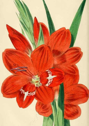 Reproducción/Reproduction 7375131664: The florist and pomologist.. London :""Journal of Horticulture"" Office,1863-1879.