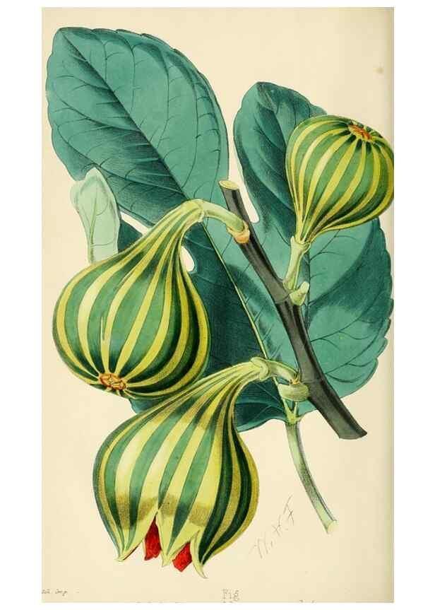 Reproducción/Reproduction 7375134454: The florist and pomologist.. London :""Journal of Horticulture"" Office,1863-1879.