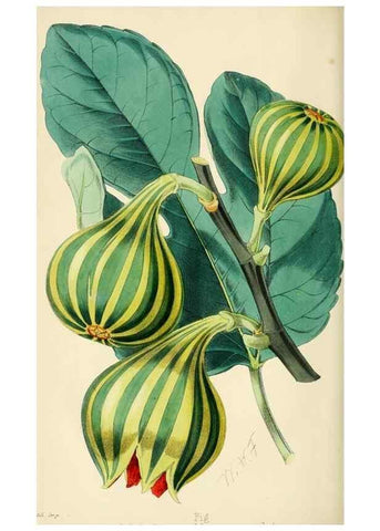 Reproducción/Reproduction 7375134454: The florist and pomologist.. London :""Journal of Horticulture"" Office,1863-1879.